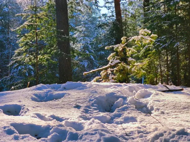 Photo of Morning in the forest after a snowfall green branches pine