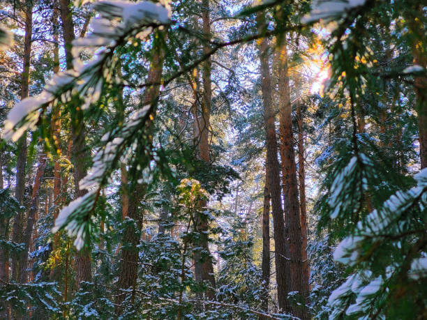 istock Morning in the forest after a snowfall green branches pine 1498252889
