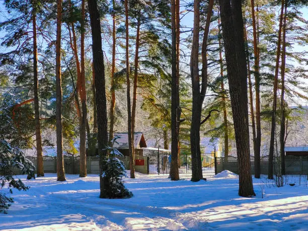 Photo of Morning in the forest after a snowfall green branches pine