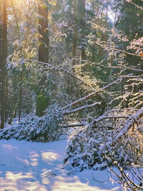 Photo of Morning in the forest after a snowfall green branches pine