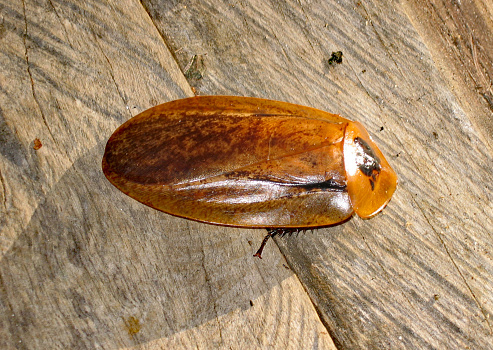 Giant Cockroach is one of the largest species of insects.