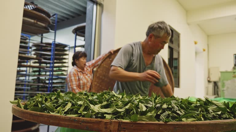 Tea master working in the hot air withering chamber