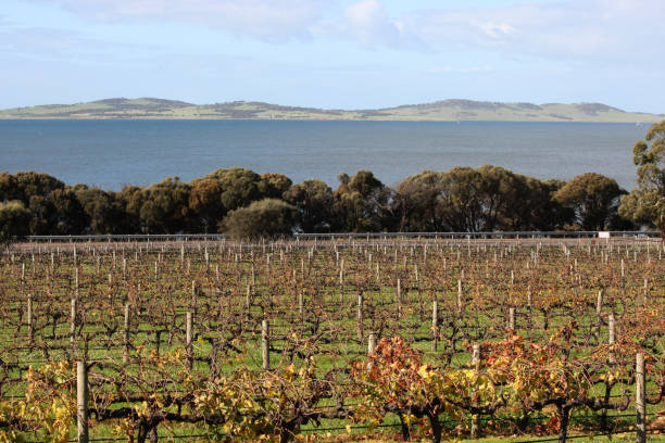istock Boston Bay, Port Lincoln, South Australia 1498256904