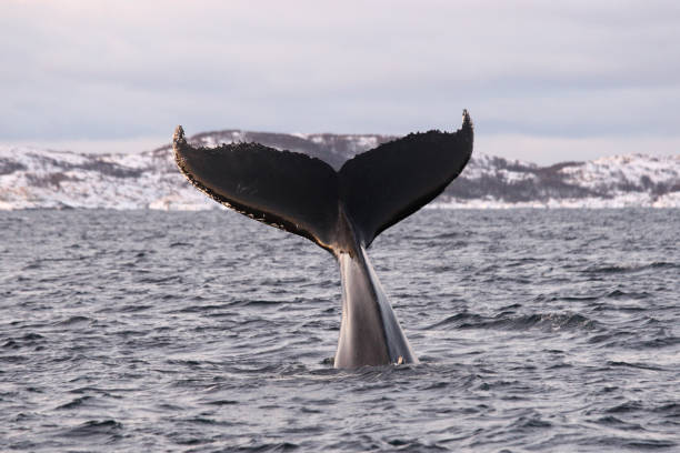 Humpback whale, Megaptera novaeangliae, Tromso, Norway stock photo