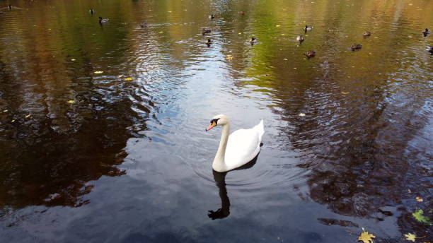 Free picture: Swan swimming on water level photography