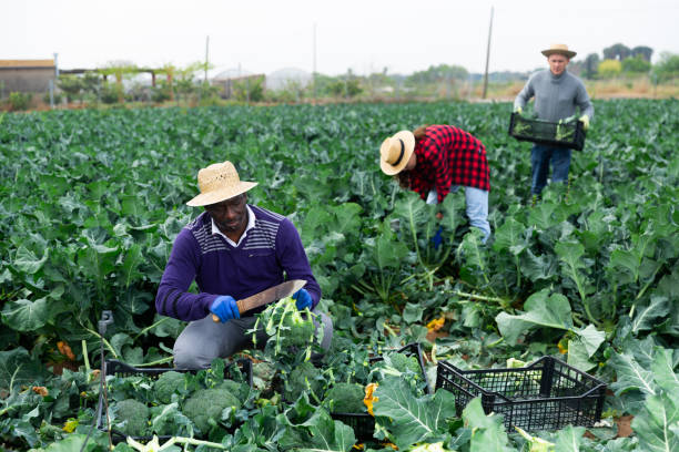 istock African man farmer harvesting broccoli at a farm 1498257304