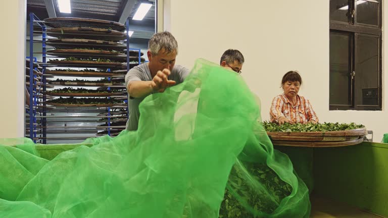 Tea master working in the hot air withering chamber