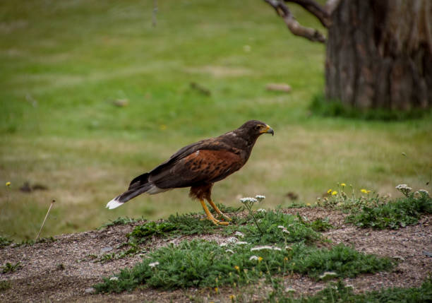 Harris Hawk perching on a woodland branch.