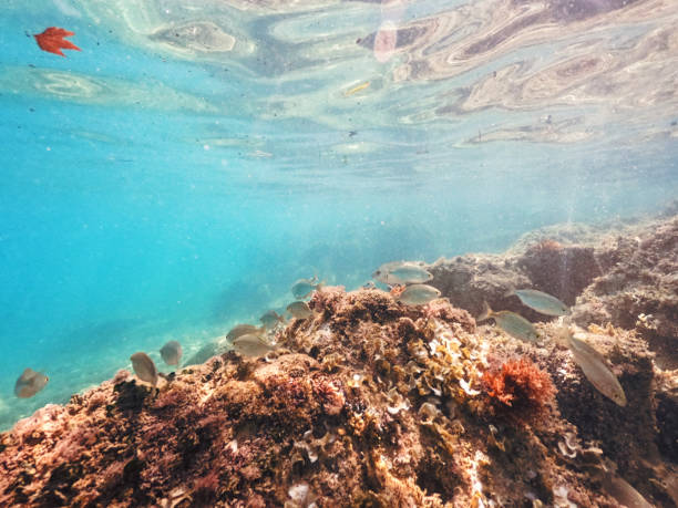 istock Diving underwater, exploring the tropical reef in the crystal blue sea 1498257959