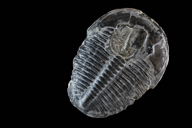 istock Double elrathia Kingi trilobite fossils superimposed. 1498258009