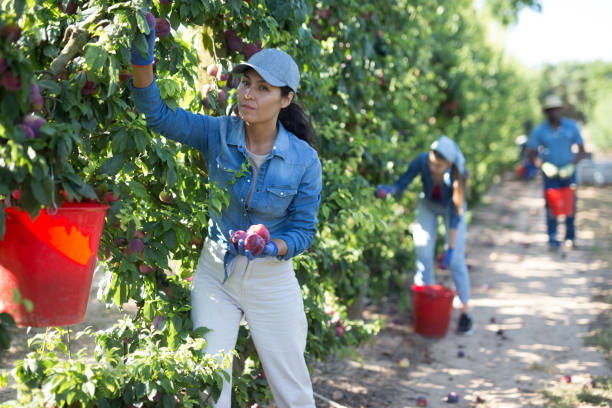 Young adult female farmer gathering harvest of plums at garden. Harvesting season, multiethnic team of farm workers picking fruits