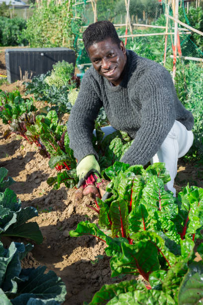 istock Afro american farmer man harvesting fresh beetroot 1498258171