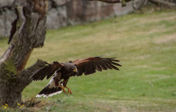 istock Close up of a hawk flying over field 1498258876