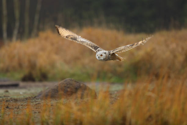 istock Big Eastern Siberian Eagle Owl, Bubo bubo sibiricus, flying through autumn landscape, Russia 1498260163