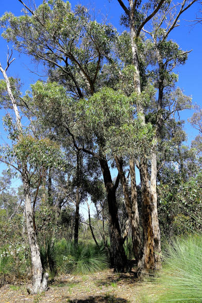 istock Lal Lal, Victoria, Australia 1498260890
