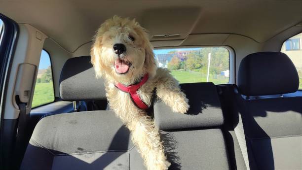 istock Dog in car excited for the walk 1498263171