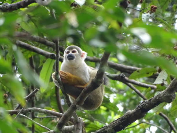 istock Monkey relaxing in the branches of the Amazon Rainforest 1498263184