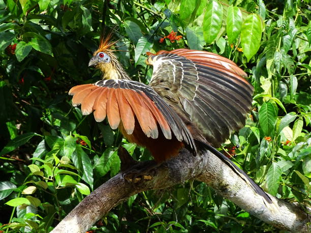 Hoatzin Bird from the Amazon Rainforest spreading it's colorful wings, looking into the camera