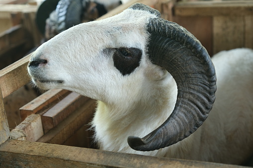 Indonesian sheeps with horns in a wooden cage