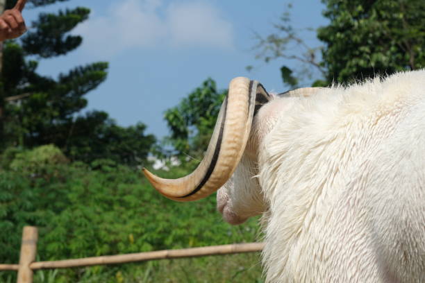 Indonesian sheeps with big horns in a grass farm