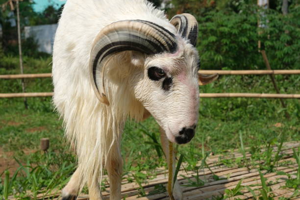 istock Indonesian sheeps with big horns in a grass farm 1498264076