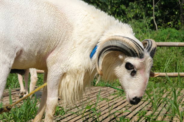 istock Indonesian sheeps with big horns in a grass farm 1498264079