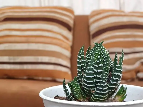 Haworthia Zebra in a pot on a blurred living room background. Soft focus