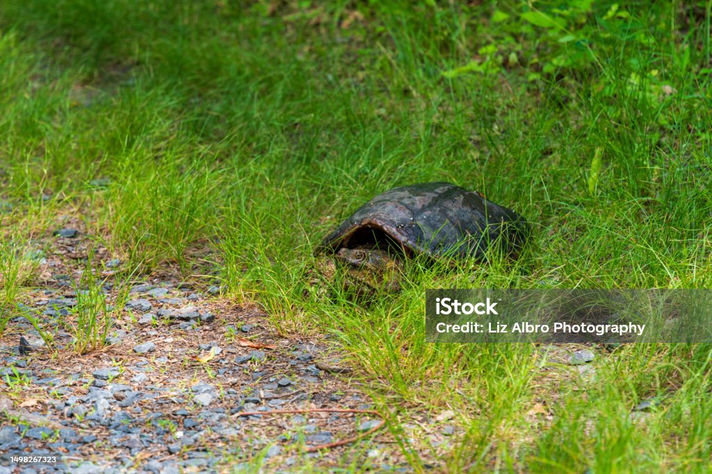 A Snapping Turtle Crosses A Gravel Path Stock Photo - Download Image ...