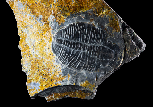 elrathia Kingi trilobite fossil in gray shale matrix.