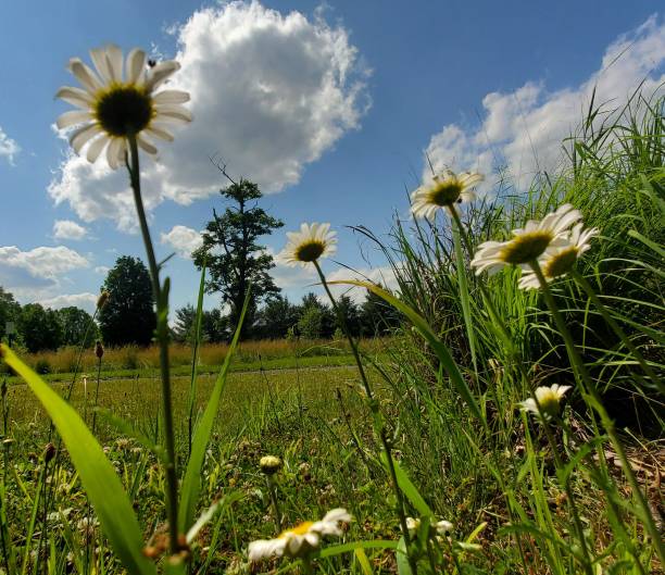 Sky Grass and Daisies stock photo