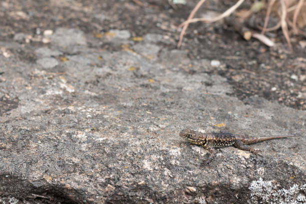 istock Photograph of small lizard on a rock. 1498269414