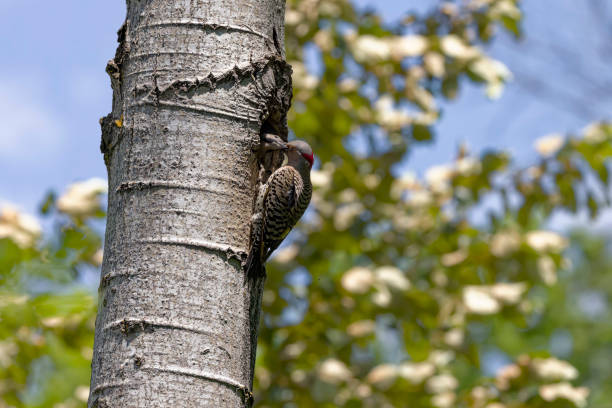 istock The northern flicker (Copaptes auratus) 1498269673