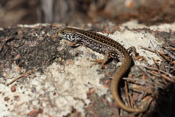 istock Eastern garden skink 1498271437