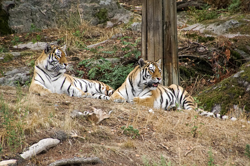 Two tigers are lying in the forest
