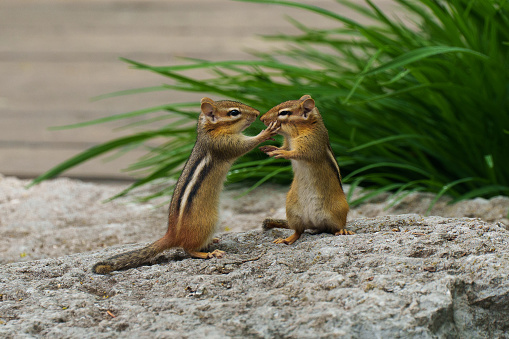 Chipmunks play fighting, paws on face, looking into each other's eyes