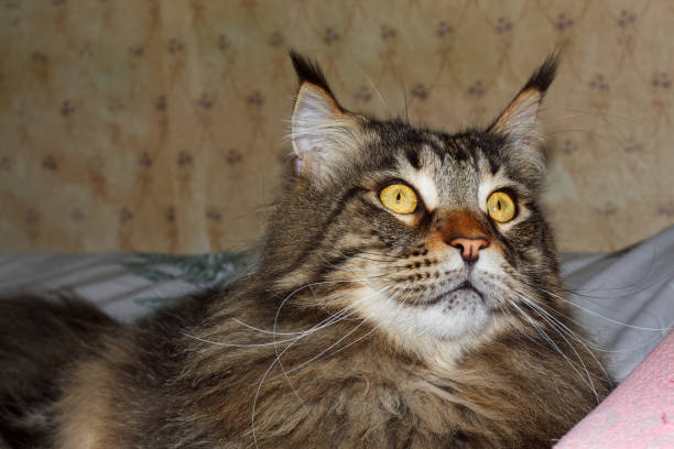 istock Gray Maine Coon cat is resting on a white bed 1498277749