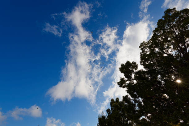 Pigeons flying in a group against a blue sky with white clouds over Worcester, Breede river valley, South Africa.