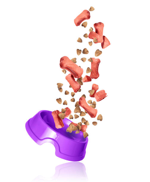 istock Dry pet food falling into a plastic bowl on a white background 1498278444