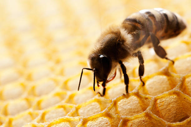 istock Close-up of honey bee 149828391