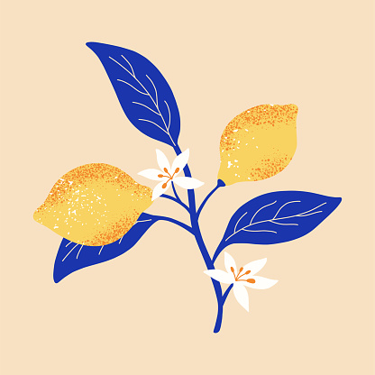Branch flowering lemon with fruits. Summer exotic and tropic elements. Vector print for card, t shirt, decor.