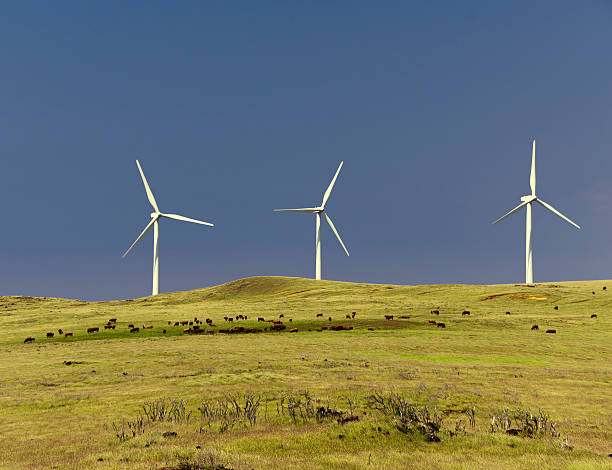 istock wind turbines, cattle, pasture, South Point, Big Island, Hawaii 149828475