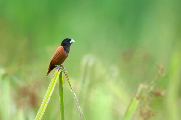 chestnut munia, a small bird with a brown color and a black head. - 11911 imagens e fotografias de stock