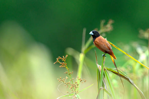istock Chestnut Munia, A small bird with a brown color and a black head. 1498286370