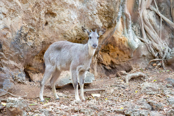 istock Gorals stood alone on natural outdoor path. 1498286898
