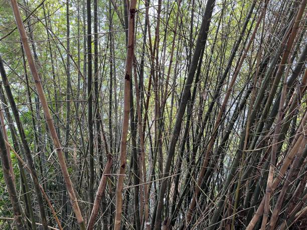 istock Tall bamboo trees in the park with curved shape 1498287263
