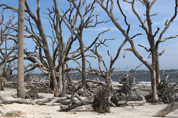 istock Driftwood Beach, Jekyll Island State Park, Georgia 1498289515