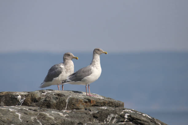 istock Two Glaucous-winged Gulls (larus glaucescens) perched on a big rock 1498289558
