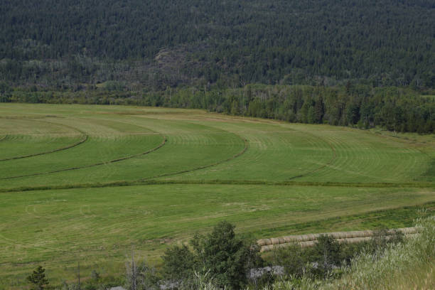 istock Farming valley near Redstone, British Columbia 1498289601