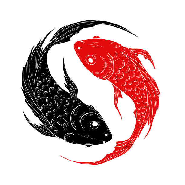 ilustraciones, imágenes clip art, dibujos animados e iconos de stock de símbolo yin yang con ilustración vectorial de peces koi - carpa koi