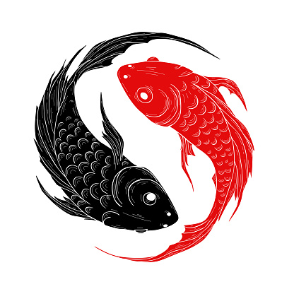 Koi fishes in the form of a symbol of Yin and Yang vector